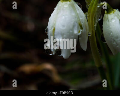 Premières fleurs, avec macro goutte d'eau sur les perce-neige de printemps feuilles fleurs en forêt, selective focus avec bokeh Banque D'Images