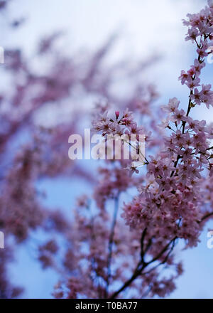 Cherry Blossom close up sunny blue sky au printemps Prunus pendula Rosea rosebud tombantes arrière-plan flou copyspace Banque D'Images