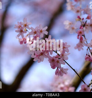 Cherry Blossom close up sunny blue sky au printemps Prunus pendula Rosea rosebud tombantes arrière-plan flou copyspace Banque D'Images