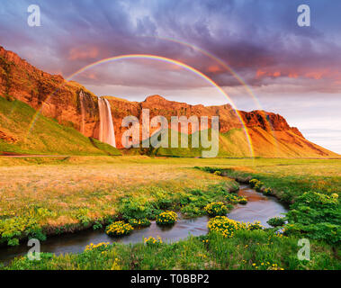 Cascade de Seljalandsfoss. Paysage d'été avec un arc-en-ciel et d'une rivière. Compte tenu de l'incroyable le soleil du soir. Fleurs jaunes dans la vallée. Destination touristique célèbre Banque D'Images