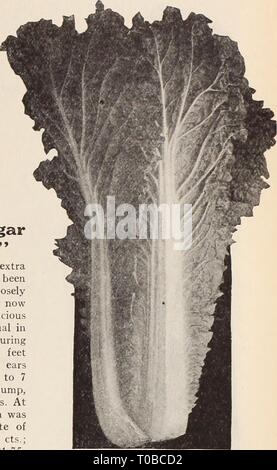 Dreer's garden book Henry Dreer's garden book / Henry A. Dreer. dreersgardenbook iSPECIALTIES1931meer Année : '-semences de légumes ; 'PHILMPfflU Chou chinois, Pékin 221 amélioré cette salade fine ressemble à légumes Laitue Cos. La tête est longue et compact, et tous, sauf les feuilles extérieures les blanchir d'un blanc crème. Très croquantes et tendres, et par tous les moyens adaptés pour le jardin. Nous avons récemment obtenu une souche beaucoup amélioré et recommander un procès. Pkt., 10 cts. ; oz., 30 cts. ; oz., 50 cts. ; je lb., 1,50 $. Dreer's Extra Début 'indépendance' Maïs sucre 327 Les principales objections à la plupart de l'ext Banque D'Images