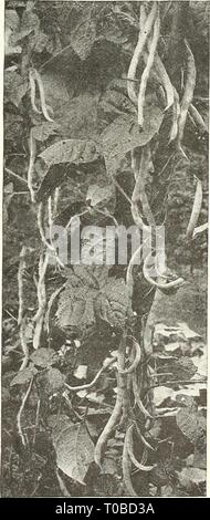 Dreer's garden book 1927 (1927) le jardin de Dreer 1927 livre dreersgardenbook1927henr Année : 1927 131 137 Kentucky Wonder, ou Vieux HoMESTE.D Tkl^X'Pp si des haricots, du maïs ou des pois sont voulus par colis postal, ajouter 5 cts. par lb. de points situés à l'Est du fleuve Mississippi, et 10 cts. J'Jllll J* par lb. de points situés à l'ouest du Mississippi. Nous fournissons des services à n'importe quel bureau de poste au sein de l'United States Toutes les autres semences de légumes dans des paquets, d'onces et livres. Banque D'Images