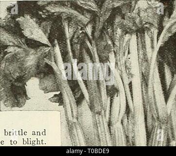 Dreer's garden book 1928 (1928) le jardin de Dreer 1928 livre dreersgardenbook1928henr Année : 1928 flEHRyAJREE^ /22 végétale jjffljjjjjyl SEEDf fiable, celeri, Fr le céleri Apio, Sp. * Sellerie, Ger. CULTURE - Pour une alimentation précoce, semer des graines de début ou d'auto-blanchir les variétés en appartements n'importe quel moment au cours de février. Graines de céleri est plutôt têtu et de germination pour assurer une germination même la surface de l'appartements doivent être constamment maintenu humide. Il est également votre annonce- vantageous pour couvrir les graines avec du sable plutôt que du sable dans le sol parce qu'augmentera pas difficile ou cuire au four. Lorsque les jeunes plants sont assez grands pour Banque D'Images