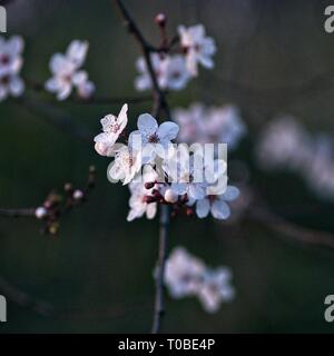 London, Royaume-Uni : tree blossom dans Hyde Park, en février. Banque D'Images