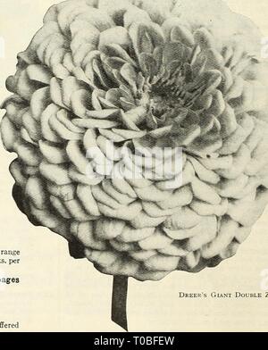 Dreer's garden book 1928 (1928) le jardin de Dreer 1928 livre dreersgardenbook1928henr Année : 1928 la souche spéciale Dreer Double géant Zinnias que quelques années d'OEA. Le Zinnia a été considérée comme assez banal, mais en grande partie comme le résultat d'une hybridation et sélection des couleurs ainsi que la taille et la forme des fleurs ont été si merveilleusement l'amélioration qu'ils sont devenus l'un des plus populaires des annuelles. La variété spéciale ici offerts produit des fleurs de taille colossale, des spécimens mesurant de 5 à 6 pouces à travers n'est pas inhabituelle. Les plantes sont d'habitude extrêmement robuste, atteignant une hauteur Banque D'Images