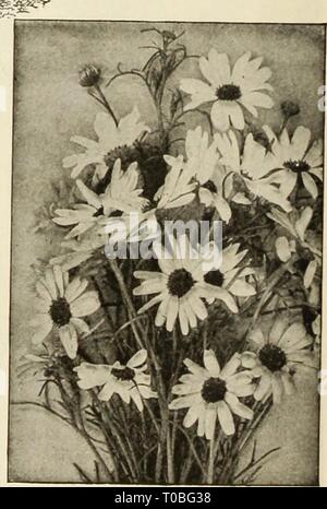 Dreer's garden book 1925 (1925) le jardin de Dreer 1925 livre dreersgardenbook1925henr Année : 1925 BrOWallia (Améthyste) par PKT. 1640 Elata mixte. L'un de nos préférés floraison abondante des annuelles, couvert de belles fleurs blanches ou bleu au cours de l'été et l'automne ; pousse librement dans toute la richesse du sol ; fleurit en hiver, si finement les plantes sont levées en automne et réduit ; 18 pouces. J'oz., 30 $ o 05 cts Speciosa Major. Une belle et grande variété à floraison des plus brillants bleu d'outremer, une couleur rare ; n'extérieur finement dans la frontière, ou dans des paniers ou suspendu, vases, mais est especiall Banque D'Images