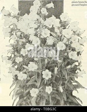 Dreer's garden book 1927 (1927) le jardin de Dreer 1927 livre dreersgardenbook1927henr Année : 1927 /74 flEmyAJKEEfcl FLOWER SEEDS FIABLES &gt;] HlLSPEIiPIM^ . ;&gt;f Campanula medium ou Canterbury Bells Mme Ely, auteur de 'A Woman's Hardy Jardin,' dit :;9i,^ «Les graines doivent être semées à la mi-avril, dans un sol riche, finement préparés en couleurs- âthe â ' des lignes âand si le temps est sec, elles devraient avoir une connaissance approfondie ( arrosage ' la fin de chaque après-midi. Par le 15 juillet les petites plantes devrait être transplantés soit pour l'endroit où elles sont à fleurir l'été suivant, ou bien elles peuvent Banque D'Images