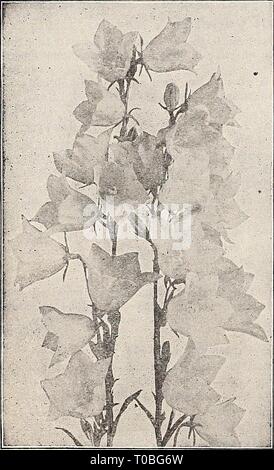 Dreer's garden book 1932 (1932) le jardin de Dreer 1932 livre dreersgardenbook1932henr Année : 1932 Campanula Calycanthema Banque D'Images