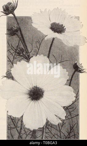 Dreer's garden book Henry Dreer's garden book / Henry A. Dreer. dreersgardenbook1931meer Année : Très tôt ou Cosmos Colossal géant d'automne io pour &gt;3&gt ; début floraison Double Lenox cosmos Cosmos unique cette fleur d'automne populaire gigantesque ours fleurs, sur de très longues tiges. Ce type de produit la plus grande et plus belle d'algues qui sont mis au point en septembre et octobre ; au nord de Philadelphie nous recommandons le début de souche colossale offerts ci-dessus. Par pkt. 2092 Crimson géant. Crimson riche. oz., 25 010 $ cts 2093 Rose géant. Une belle rose profond-rose. oz., 25 cts 2094 blanc géant. Le livre blanc- Banque D'Images