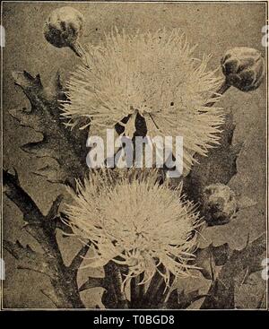 Dreer's garden book 1920 (1920) le jardin de Dreer 1920 livre dreersgardenbook 1920henr 0 Année : 1920-PiUlHRTADRKR^' PHILADELPHIA FLOWER SEEDS FIABLES 77 CENTAUREAS sous ce nom est inclus tels que les plantes annuelles populaires barbeaux, Sweet Sultans, etc. Ils sont favoris dans tous les sec- tions du pays, sont parfaitement hardy, va grandir et bien faire lraost r.partout, et sont très en demande comme les fleurs coupées. Bleuet (Centaurea cyanus) Ces sont également connus comme les boutons, bouteille, bleu marin, déchiquetés et Bluet parfois comme Ragged Robbin, mais dont le nom appartient à l'un des Lychnis et frequ Banque D'Images