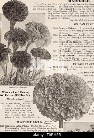 Dreer's garden book 1917 (1917) le jardin de Dreer 1917 livre dreersgardenbook1917henr Année : 1917 96 SOUCI. Les Œillets d'Africains et français sont vieux favori gratuitement-floraison fleurs annuelles de culture facile ; les deux sont extrêmement efficaces. L'ancien grand ont uniformément de couleur jaune ou orange fleurs coupées, et sont bien adaptés pour de grands lits ou mixtes frontières, ces derniers sont dwarfer dans la croissance, avec beauti- fleurs rayures entièrement, et plus adapté aux fins de la literie, ou pour la culture en pot ; ils réussissent mieux dans un sol léger, avec une pleine exposition au soleil. Un vase ou un bol de l'un des sortes de riches combinaisons jaune Banque D'Images