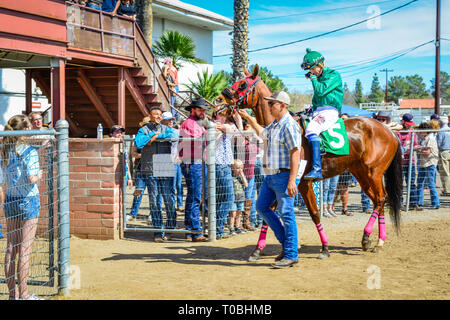 Un formateur ou un gestionnaire escorte le cheval autour de lors de la pré-parade dans le paddock avec le jockey monté à la piste de course de Rillito à Tucson, AZ Banque D'Images