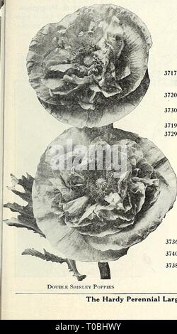 Dreer's garden book 1927 (1927) le jardin de Dreer 1927 livre dreersgardenbook1927henr Année : 1927 /flEHRXAIimi graines de fleurs fiable, j'ai 105 DOUBLE ilami COQUELICOTS ANNUEL la même culture comme indiqué en haut de la page précédente devrait être suivie dans le cas de la double-floraison sortes annuel. Ils font un magnifique montrant pendant leur période de floraison, et sont largement utilisés pour les lits et les frontières. Par PKT. 3711 drapeau américain. Belle variété ; les fleurs très grandes et double, blanche neige, bordé d'écarlate. Par oz., 30 010 $ cts 3712 Fairy Blush. Des fleurs très doubles blanc pur, élégamment fringe Banque D'Images