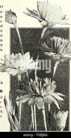 Dreer's garden book 1927 (1927) le jardin de Dreer 1927 livre dreersgardenbook1927henr Année : 1927 (flEMyAJREEILI 117 fiable graines de fleurs, graines de fleurs jardin sauvage sous cette rubrique nous vous proposons un mélange de la façon la plus simple et la plus sûre de plus en plus types qui peut être semée l'émission, et avec peu ou pas de soins vous permettra d'obtenir un effet lumineux dans des endroits qui seraient autrement rien mais une collection de mauvaises herbes inesthétiques, et remise d'une abondance de fleurs à couper. En semant cette graine télévisée, il est conseillé de ratisser la surface de l'endroit destiné à être ensemencée avec un râteau à dents, et de mélanger les semences Banque D'Images
