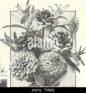 Dreer's garden book 1929 (1929) du livre jardin Dreer 1929 dreersgardenbook1929henr Année : 1929 ZiN.Mi.4 La perfection Xeranthemum Mexicana Banque D'Images