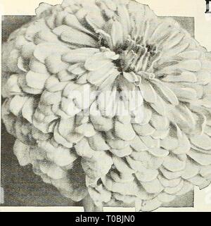 Dreer's garden book 1927 (1927) le jardin de Dreer 1927 livre dreersgardenbook1927henr Année : 1927 /118 flENRXA mmi-FLOWER SEEDS FIABLES, &gt;HlLlElimRl^ DREER'S CHOICE ZINNIAS (Jeunesse et vieillesse) Le Zinnia est l'un des plus brQliant et voyante et satisfaisante d'annuelles, et a longtemps été un grand favori, et sont maintenant en- joying une grande popularité non seulement pour décoration de jardin mais aussi pour la coupe. Les semences peuvent être semées tôt dans le foyer ou la fenêtre de lumière et d'une transplantation, ou semées plus tard en pleine terre. Ils entrent en fleur au début de l'été, et continuer à fleurir jusqu'au gel. La varie Banque D'Images