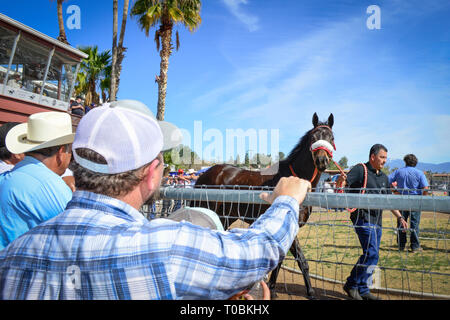 Parieurs cheval Cheval de préchauffage formateur watch paddock en course à la parade avant de Rillito Park Racetrack à Tucson, AZ Banque D'Images