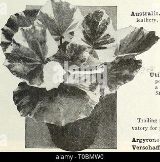 Dreer's garden Book (1926) Dreer's garden book 1926 dreersgardenbook1926henr Année : 1926 (Crab-Cactus DERIANA .Epiphyllum truncatum). Un Cactus intéressant qui était anciennement l'ex- tensively cultivé comme plante d'intérieur pour la fenêtre et le jardin qui est bien digne d'être rétabli. Il produit de grandes fleurs en forme tubulaire voyante d'une ro.sy-couleur rouge à la fin de l'hiver ou au début du printemps en fleurs restantes pendant plusieurs semaines. Gqod 4 plantes en pots. 1,00 $ chacun. Eucharis Amazonica (Amazon Lily). Une magnifique plante pour l'hiver, fleurs à différentes saisons. Il envoie des branches portant Banque D'Images