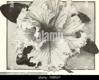 Dreer's garden book 1923 (1923) le jardin de Dreer 1923 livre dreersgardenbook1923henr Année : 1923 flEHiyA llREE^ /-,jardin™ des plantes de serre"^^ HlMHEIiPMl s, "165 PANDANUS (pin) Veitchi vis. L'une des plus belles plantes décoratives pour la maison ; feuillage gracieux, largement rayé de crème-blanc sur un fond vert. 4 pots, chacun 11,00 ; 6 pots, 2,50 $ chacun. Fleur de la passion (Passiflora) Pfordti. La meilleure variété pour l'extérieur en été, des fleurs bleu clair nimbé de rose et la charge librement, même sur les petites plantes. 35 cts. chaque. Princeps. C'est l'un des meilleurs grimpeurs de serre, un rare et voyante Banque D'Images