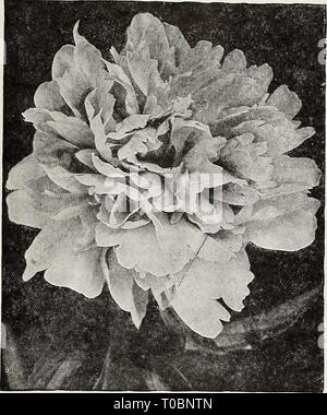 Dreer's garden book 1921 (1921) le jardin de Dreer 1921 livre dreersgardenbook1921henr Année : 1921 IUfflRTADRKR PhllAD LPHIAI'â[A-^^PAR HARDY miAL PI.ANH- iTffl m Double pivoine herbacée L'Eclatante. Très grand, voyante, fleurs rouge brillant. Mme. Calot. L'un des meilleurs début de sortes, de grandes fleurs d'un rose pâle' hydrangea. Lorsqu'il est coupé très délicat dans l'état de bourgeon. Mme de Verneville. Soufre large-white et pétales de garde centre blanc compact, touché carmine. Mons. Jules Elie. Probablement la plus grande fleur rose lilas pâle ; couleur argenté avec reflex. 1,00 $ chacun ; 10,00 $ douz. Prix. Des racines solides, excep Banque D'Images