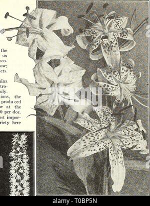 Dreer's garden book 1923 (1923) le jardin de Dreer 1923 livre dreersgardenbook1923henr Année : 1923 Banque D'Images