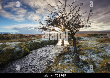 Un arbre noueux hawthorn est seul à côté de la rivière Teign, sur Gidleigh commun, Dartmoor National Park, Devon, Grande Bretagne. Banque D'Images