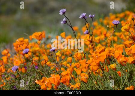 Gros plan du pavot d'or et de pourpre des fleurs sauvages. Bloom Super 2019. Prises le 9 mars à Walker Canyon des champs de pavot, qui est maintenant fermé pour l'affichage. Banque D'Images