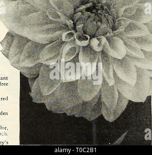 Dreer's garden book 1928 (1928) le jardin de Dreer 1928 livre dreersgardenbook1928henr Année : 1928 Dahlia décoratif, Sagamore Banque D'Images