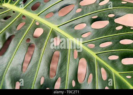 Feuille de Monstera deliciosa, également connu sous le nom de fromage suisse ou ceriman Banque D'Images