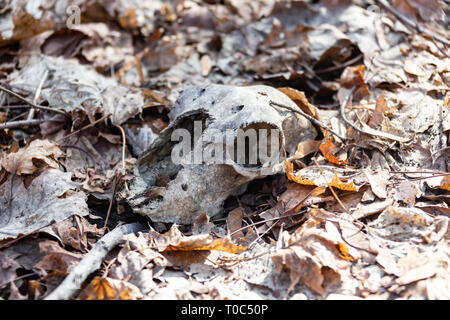 Un crâne dans la forêt sur les Leafs. Banque D'Images