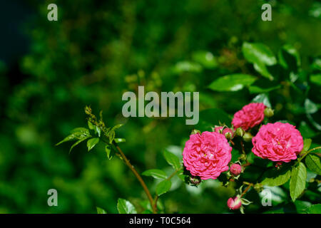 La ligne rouge rose dans son jardin d'été près de summerhouse Banque D'Images