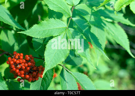 Sambucus racemosa, une espèce de sureau des sureau rouge-rouge et d'un Aîné grainées- vue rapprochée sur la branche dans le jardin Banque D'Images