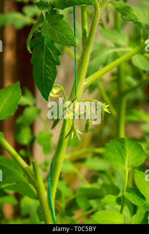 La floraison des rameaux de plus en plus jaune tomates en serre. Production de légumes écologiques naturelles Banque D'Images