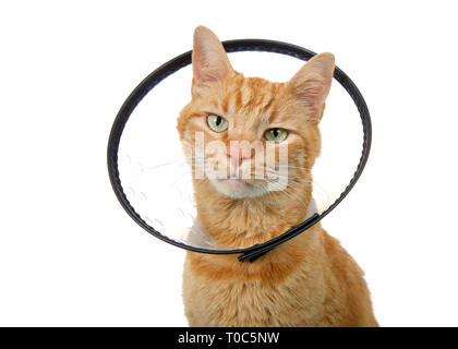 Portrait d'un chat tabby gingembre orange portant un collier elizabethian pour prévenir l'automutilation après la chirurgie. Aussi appelé un e-collar ou le cône de sha Banque D'Images