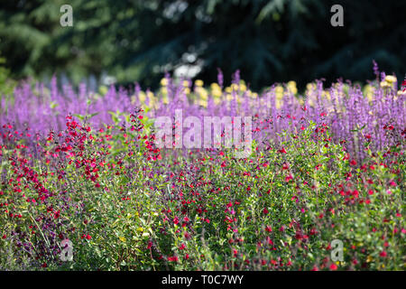 Salvia microphylla Maroon est une vivace arbustive à la sécheresse avec des fleurs violet marron en été et en automne. Banque D'Images