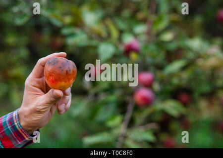 Pomme pourrie dans les mains du jardinier. Le concept traditionnel de collecte de fruits naturels faits à la main Banque D'Images