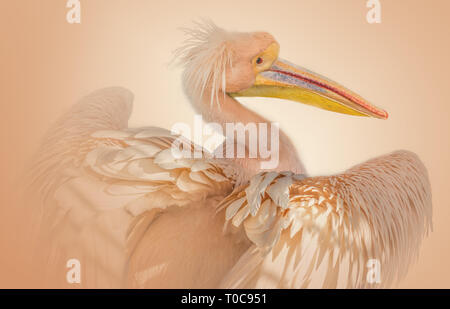 De grandes belles pelican oiseau rose fond isolé Banque D'Images