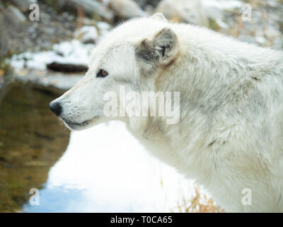 Gros plan de la tête et du cou d'un loup blanc dans le profil pris dans un centre de réadaptation dans la région de West Yellowstone au Montana. Banque D'Images