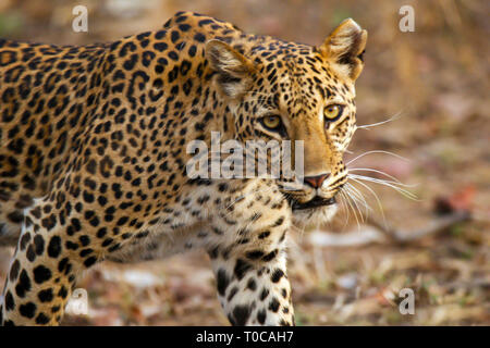 Léopard, Panthera pardus, Panna Parc National, MadhyaPradesh, Inde Banque D'Images