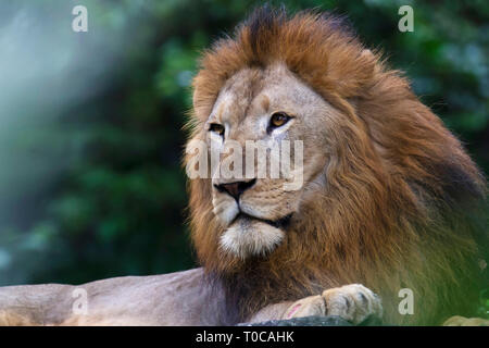 Le roi de la Jungle, Asiatic lion, Panthera leo leo, zoo de Singapour, Singapour Banque D'Images