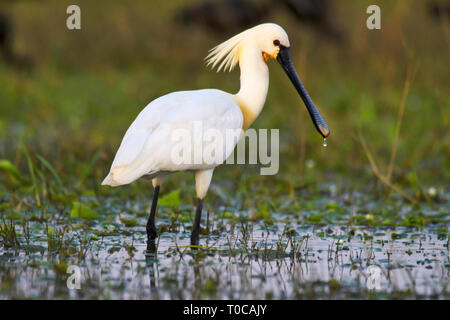 Spatule blanche spatule blanche ou conjoint, Platalea leucorodia, Inde. Banque D'Images