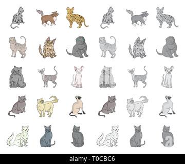 Angora,américain,animal,race,apparence,la,caricature,mono,cat,personnage,chartreux,chocolat,collection,griffe,cornish,mignon,design,branche,exotiques,pliage,félin fourrure,les habitudes,icône,,illustration,et,aussi,isolé,cheveux longs,mammifère,rock,norvégien persan,animal,peterbald,purr,rex,savannah,scottish,semi,set,shorthair siamois,signe,sphynx,symbole,câline,turque,,laine,New york,vecteurs vecteur , Illustration de Vecteur