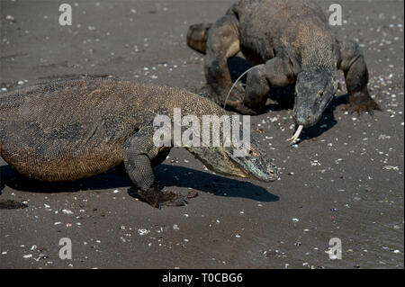 Les Dragons de Komodo, Varanus komodoensis, paire walking on beach, Horseshoe Bay, au sud de Rinca Island, le Parc National de Komodo, Indonésie Banque D'Images