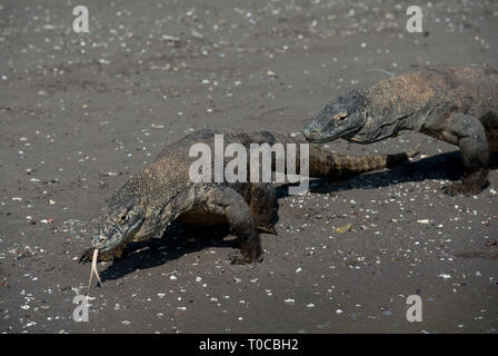 Les Dragons de Komodo, Varanus komodoensis, paire walking on beach, Horseshoe Bay, au sud de Rinca Island, le Parc National de Komodo, Indonésie Banque D'Images