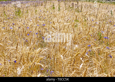 Champ de blé jaune bleu floraison avec cornflakes avant la récolte en Juillet Banque D'Images