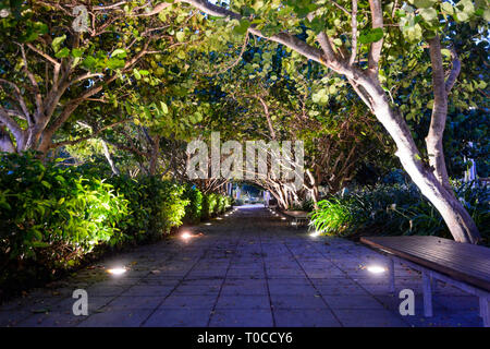 Arbres en arc lumineux formant un tunnel au centre-ville le soir, Cairns, Far North Queensland, Queensland, Australie, FNQ Banque D'Images