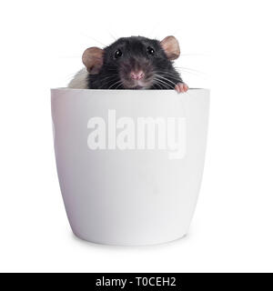 Noir et blanc mignon rat dumbo assis en pot de fleurs en plastique vide. En regardant l'objectif. Isolé sur fond blanc. Banque D'Images