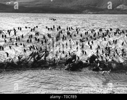 Colonie de cormorans King, le Canal de Beagle. La Terre de Feu, Argentine Banque D'Images