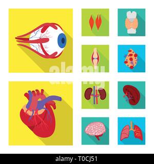 Muscle dorsal,oeil,os,sang,coeur,rein,,cerveau,oeil,pulmonaire organes,,moelle,plasma,tendon,cardiologie,esprit,urinaire trachée,traitement,contraction,dommage,génétique,corps,esprit,infection,prophylaxie,mouvement,des,squelettique,santé,biologie,scientifique,recherche,laboratoire,anatomie,organe interne,,,medical,set,icône,illustration,isolé,collection,design,élément,graphique,télévision,signe,ombre,vecteurs vecteur , Illustration de Vecteur