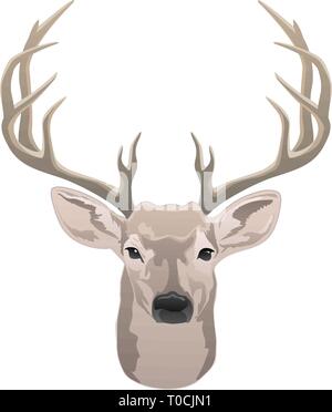 Tête de cerf, beau buck avec bois isolé couleur vector illustration Illustration de Vecteur